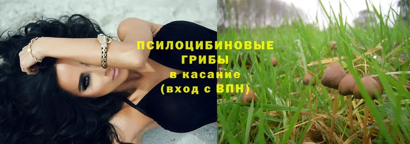 купить наркотик  Кувшиново  Галлюциногенные грибы Psilocybe 